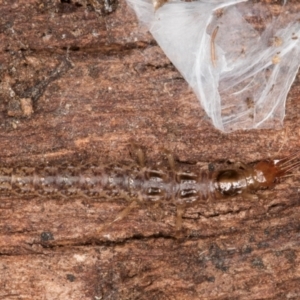 Osmylidae sp. (family) at Melba, ACT - 3 Jul 2024