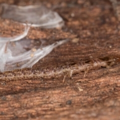 Osmylidae sp. (family) at Melba, ACT - 3 Jul 2024