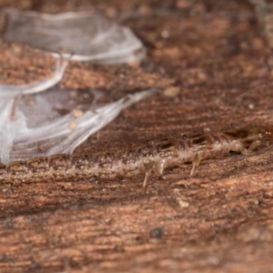 Osmylidae sp. (family) at Melba, ACT - 3 Jul 2024