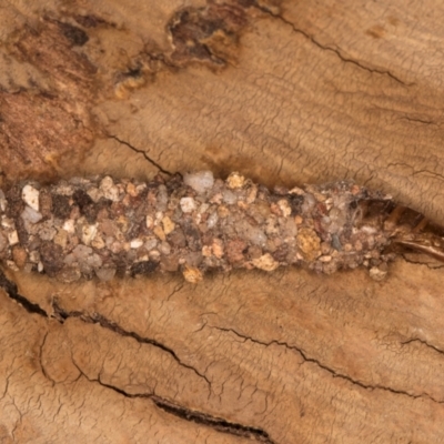 Psychidae (family) IMMATURE at Melba, ACT - 3 Jul 2024 by kasiaaus