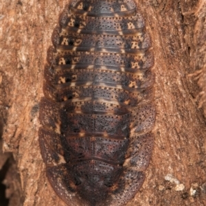 Laxta sp. (genus) at Melba, ACT - 3 Jul 2024 04:39 PM