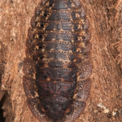 Laxta sp. (genus) (Bark cockroach) at Melba, ACT - 3 Jul 2024 by kasiaaus