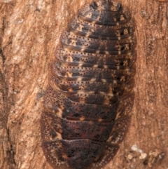 Laxta sp. (genus) at Melba, ACT - 3 Jul 2024 04:39 PM