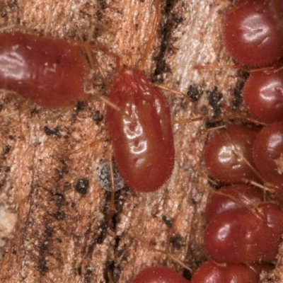 Erythraeidae (family) (Erythraeid mite) at Melba, ACT - 3 Jul 2024 by kasiaaus