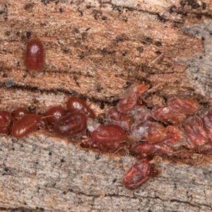 Erythraeidae (family) at Melba, ACT - 3 Jul 2024 04:40 PM