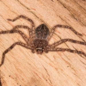 Isopeda or Isopedella sp. (genus) at Melba, ACT - 3 Jul 2024