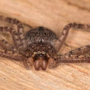 Isopeda or Isopedella sp. (genus) at Melba, ACT - 3 Jul 2024