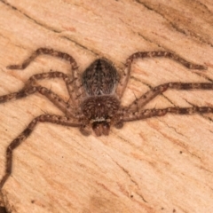 Isopeda or Isopedella sp. (genus) at Melba, ACT - 3 Jul 2024