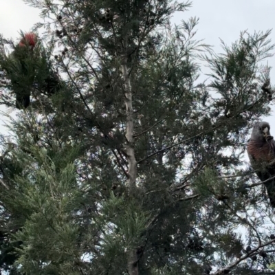 Callocephalon fimbriatum (Gang-gang Cockatoo) at Commonwealth & Kings Parks - 15 Jun 2024 by Batogal