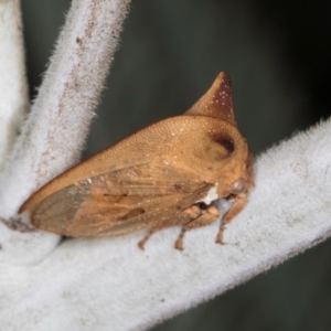 Sextius virescens at Melba, ACT - 3 Jul 2024 04:54 PM