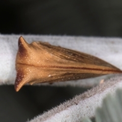 Sextius virescens at Melba, ACT - 3 Jul 2024