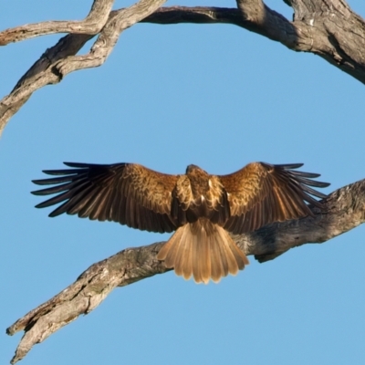 Haliastur sphenurus (Whistling Kite) at Winton Wetlands - 23 Jun 2024 by jb2602