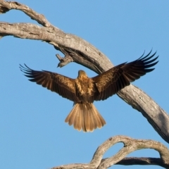 Haliastur sphenurus at Winton North, VIC - 23 Jun 2024