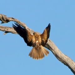 Haliastur sphenurus at Winton North, VIC - 23 Jun 2024