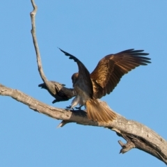 Haliastur sphenurus at Winton North, VIC - 23 Jun 2024