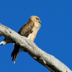 Haliastur sphenurus at Winton North, VIC - 23 Jun 2024