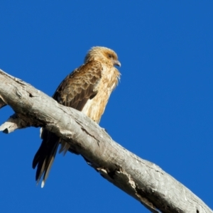 Haliastur sphenurus at Winton North, VIC - 23 Jun 2024