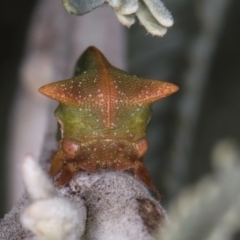 Sextius virescens (Acacia horned treehopper) at Melba, ACT - 3 Jul 2024 by kasiaaus