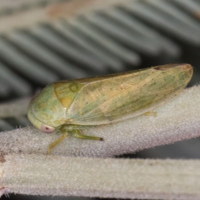 Batracomorphus sp. (genus) (An Iassinae leafhopper) at Melba, ACT - 3 Jul 2024 by kasiaaus