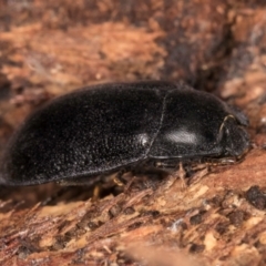 Pterohelaeus striatopunctatus (Darkling beetle) at Melba, ACT - 3 Jul 2024 by kasiaaus