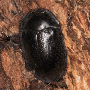 Pterohelaeus striatopunctatus at Melba, ACT - 3 Jul 2024