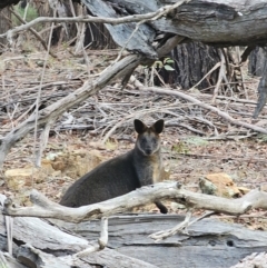 Wallabia bicolor (Swamp Wallaby) at Jacka, ACT - 2 Jul 2024 by Jiggy
