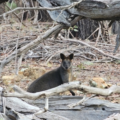 Wallabia bicolor (Swamp Wallaby) at Jacka, ACT - 2 Jul 2024 by Jiggy