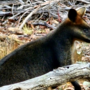 Wallabia bicolor at Jacka, ACT - 2 Jul 2024