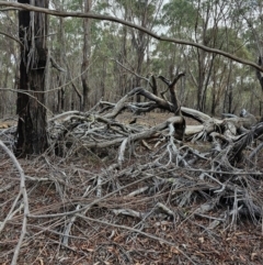 Wallabia bicolor at Jacka, ACT - 2 Jul 2024