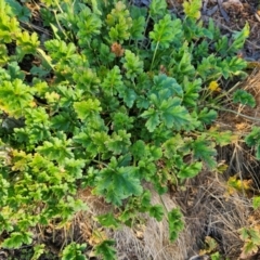 Erodium crinitum (Native Crowfoot) at Taylor, ACT - 5 Jul 2024 by Jiggy