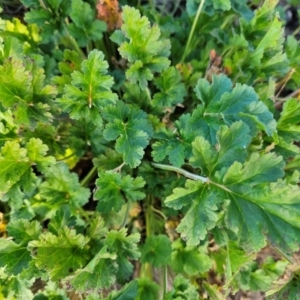 Erodium crinitum at Taylor, ACT - 5 Jul 2024