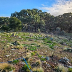 Erodium crinitum at Taylor, ACT - 5 Jul 2024