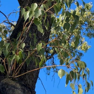 Brachychiton populneus subsp. populneus (Kurrajong) at Barellan, NSW - 23 Jun 2024 by Tapirlord