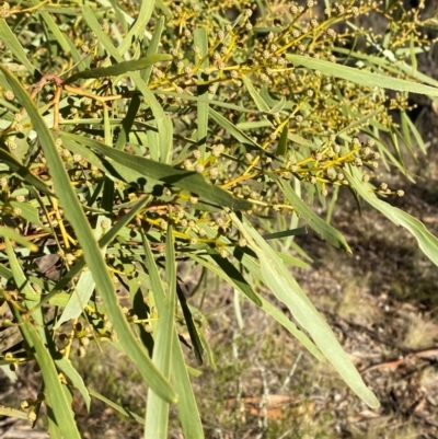 Acacia hakeoides (Hakea Wattle) at Springdale, NSW - 23 Jun 2024 by Tapirlord