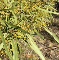 Acacia hakeoides at Springdale, NSW - 23 Jun 2024