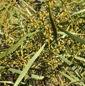 Acacia hakeoides at Springdale, NSW - 23 Jun 2024