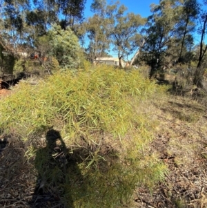 Acacia hakeoides at Springdale, NSW - 23 Jun 2024