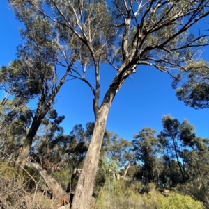 Eucalyptus microcarpa at Springdale, NSW - 23 Jun 2024