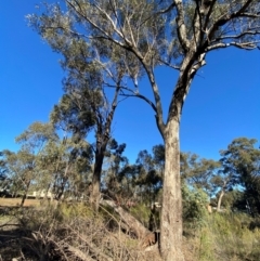 Eucalyptus microcarpa at Springdale, NSW - 23 Jun 2024