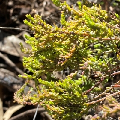 Maireana microphylla (Eastern Cottonbush) at Springdale, NSW - 23 Jun 2024 by Tapirlord