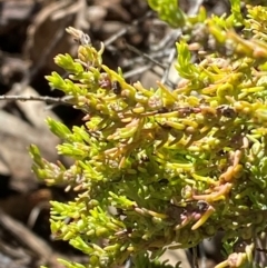 Maireana microphylla at Springdale, NSW - 23 Jun 2024