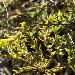 Maireana microphylla at Springdale, NSW - 23 Jun 2024