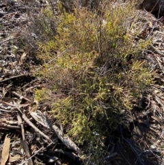 Maireana microphylla at Springdale, NSW - 23 Jun 2024 10:22 AM