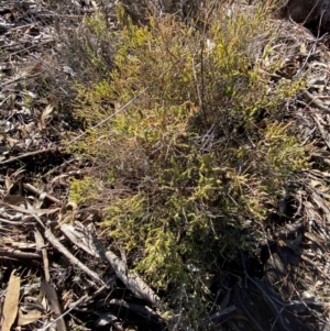 Maireana microphylla at Springdale, NSW - 23 Jun 2024 10:22 AM