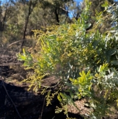 Acacia baileyana (Cootamundra Wattle, Golden Mimosa) at Springdale, NSW - 23 Jun 2024 by Tapirlord