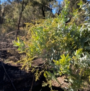 Acacia baileyana at Springdale, NSW - 23 Jun 2024