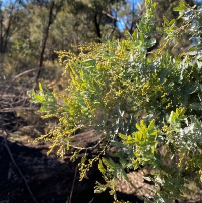 Acacia baileyana (Cootamundra Wattle, Golden Mimosa) at Springdale, NSW - 23 Jun 2024 by Tapirlord