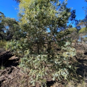 Acacia baileyana at Springdale, NSW - 23 Jun 2024