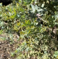 Acacia baileyana at Springdale, NSW - 23 Jun 2024