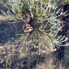 Callitris glaucophylla (White Cypress Pine) at Springdale, NSW - 23 Jun 2024 by Tapirlord